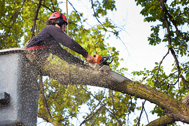 How Our Tree Care Process Works  in  Palmer, AK